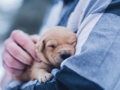 Integrative Gesundheit für Tiere